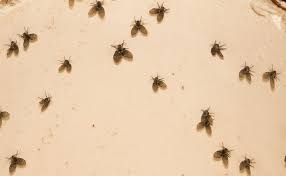 drain flies